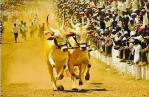 उद्या रविवारी नातेपुते येथे रंगणार बैलगाडा शर्यतींची रणधुमाळी नातेपुते